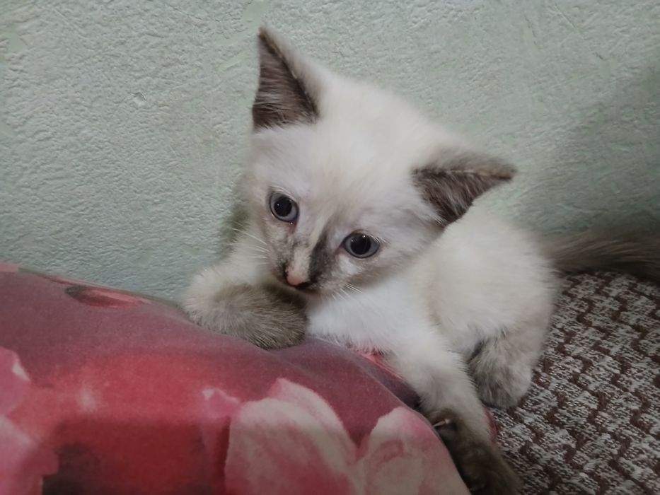 Отдам сиамского котёнок