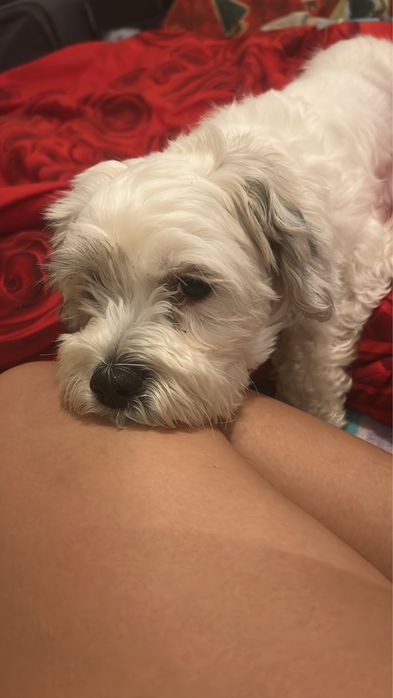 donez bichon talie mica