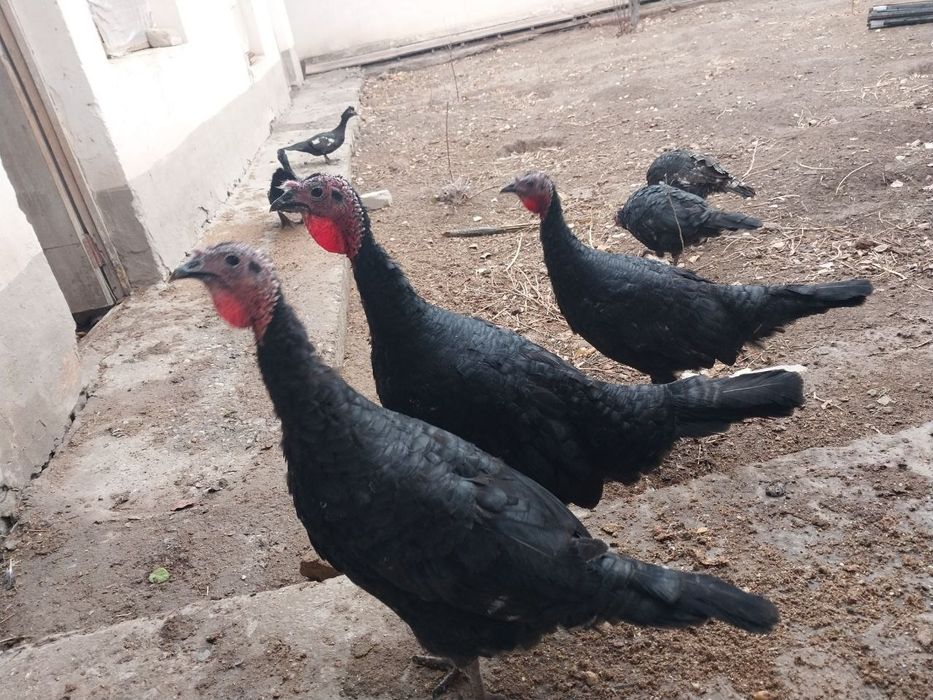 Домашний Идуклар Сотилади