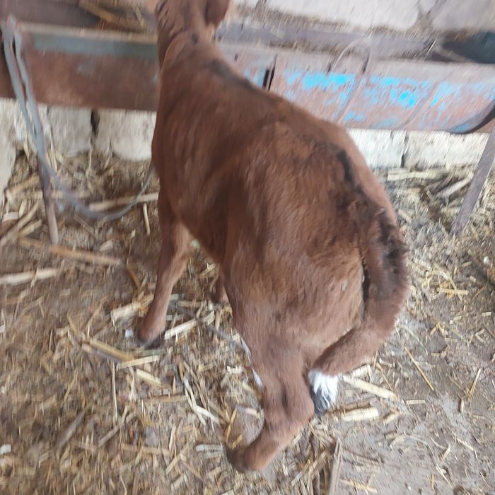 Она бола сигир сотилади 1-боласи гуножинча