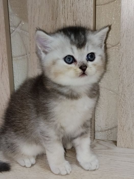 Скоттиш страйт продажа