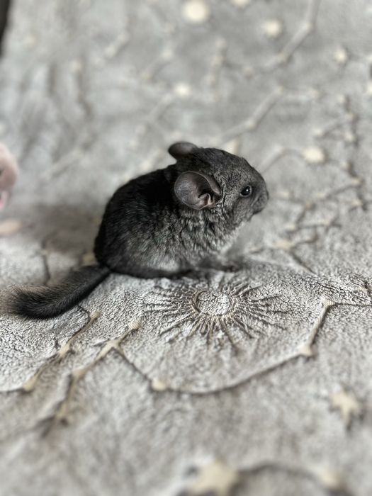 Шиншилла 2 02.03