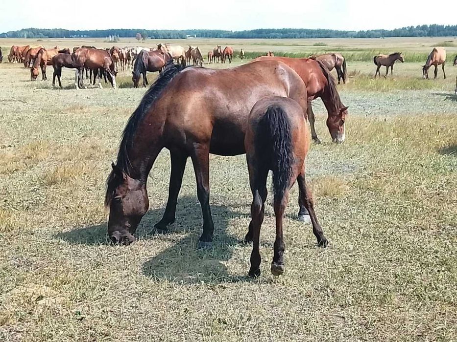 Продам три кобылы и два жеребенка