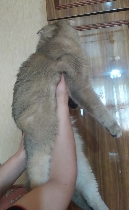 Вязка Британский золотой шиншилла.