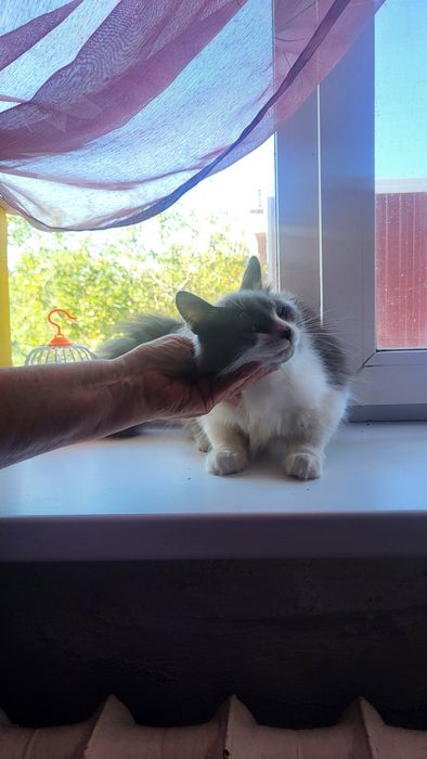 Молодой котик в добрые руки