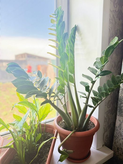 Долларовое дерево