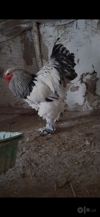 светли хўроз сотилади