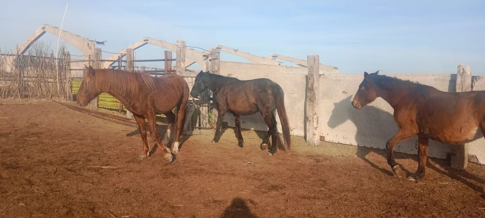 Жалқы, бие, тай сатамыз