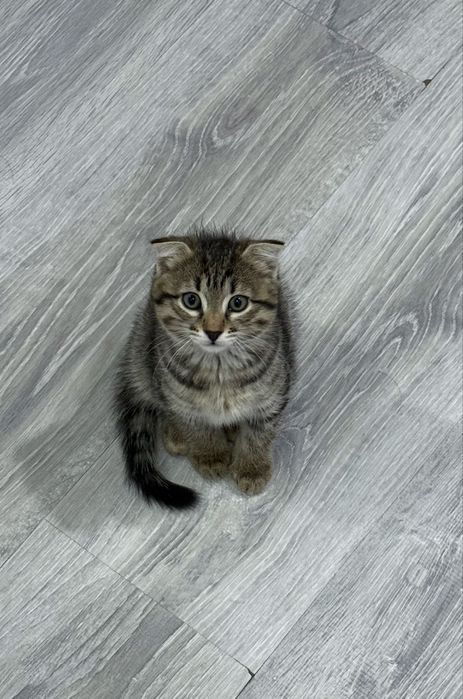 Отдам котят в хорошие руки