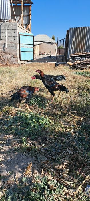 Продам  бойцовых  петухов
