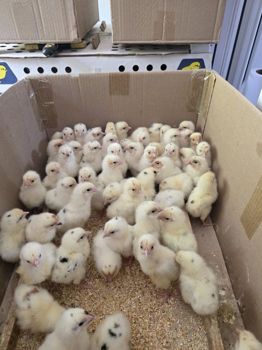 Хаммаси 100 % товук чикади.  Хай-лайн жужалари Jojalar