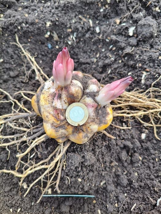 Продам сортовые лилии