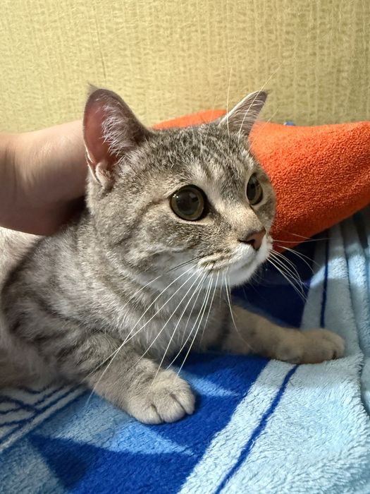 Отдам кошку, британку