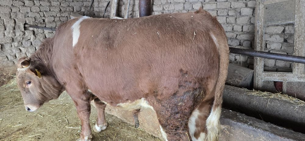 Бұқа сатылады бык