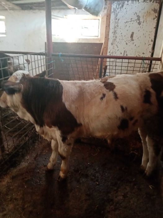 Vând vițel de 4 luni!!
