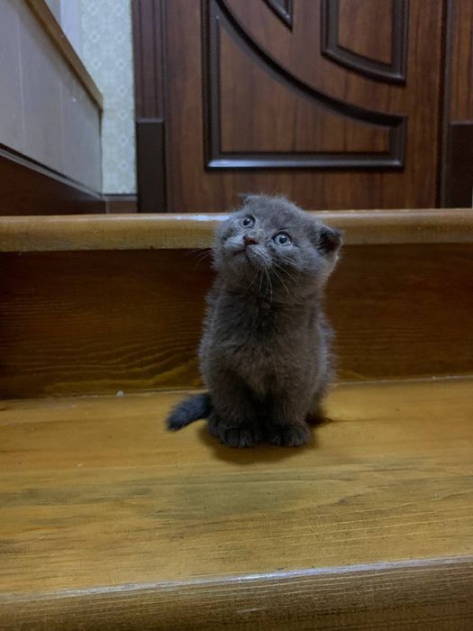 Кошки Скотиш фолд 3 малчик 1 девочка