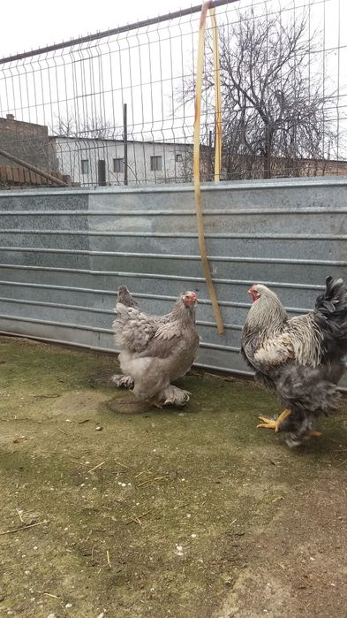 Oua Brahma pentru incubat