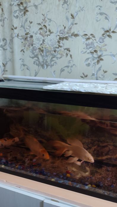 Аквариум с рыбками