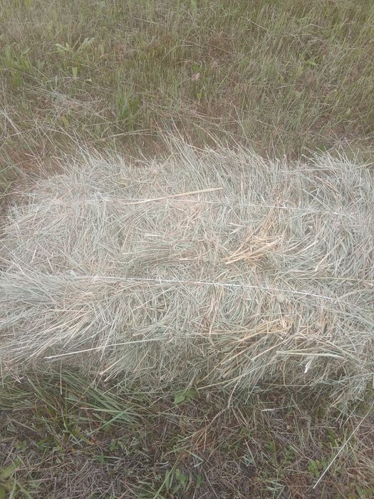 Продам сено разнотравие луговое сено