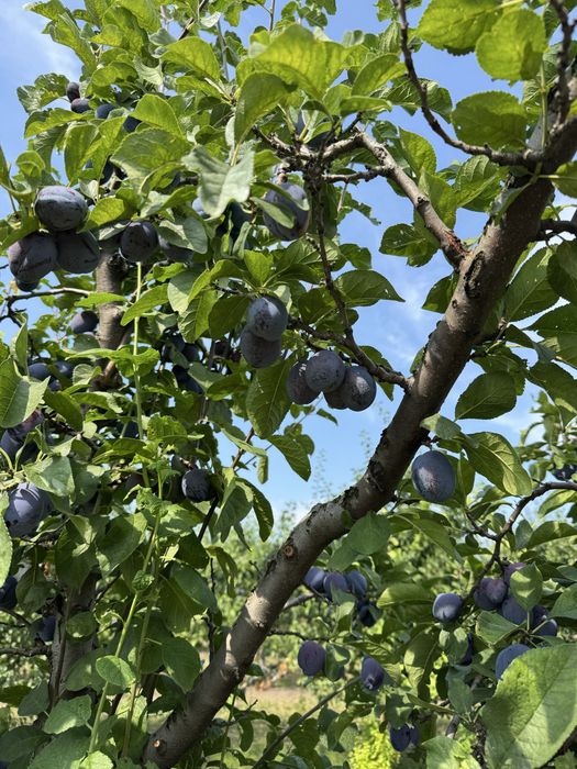 Prune de vinzare