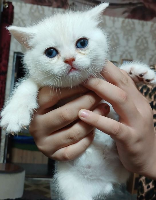 Продам шикарных шиншилл