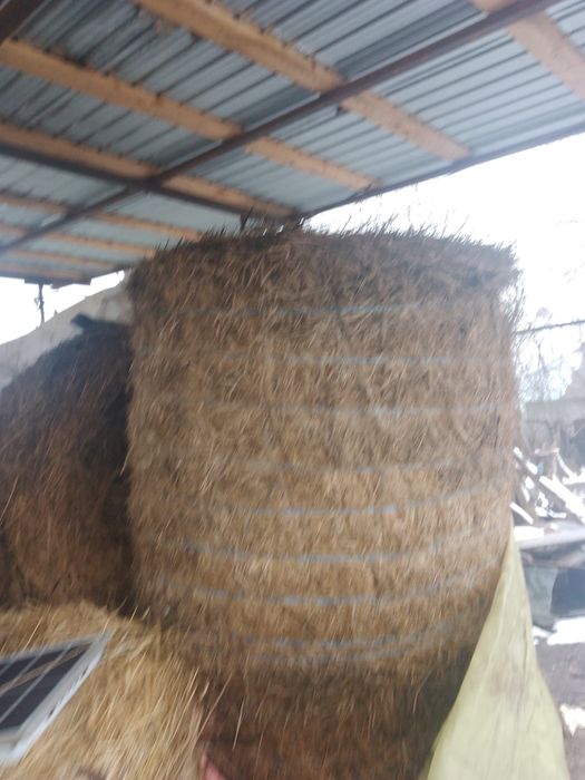 Baloți de lucernă mari