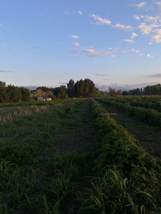 Продам саженцы малины