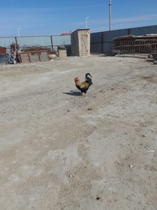 Қораздар сатылады