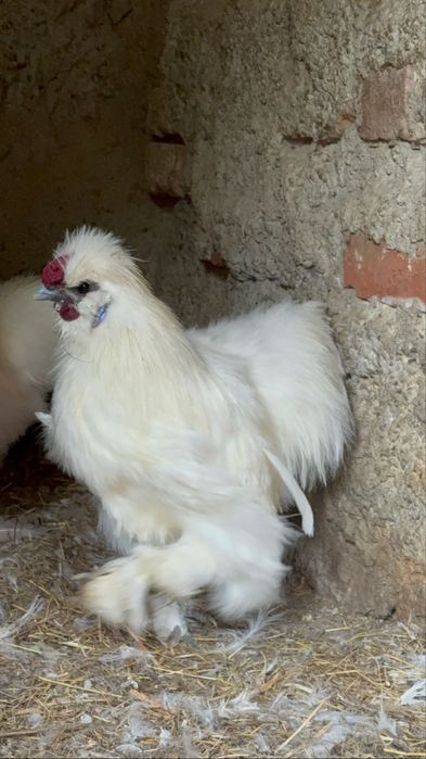 Cocoș mătase japoneză