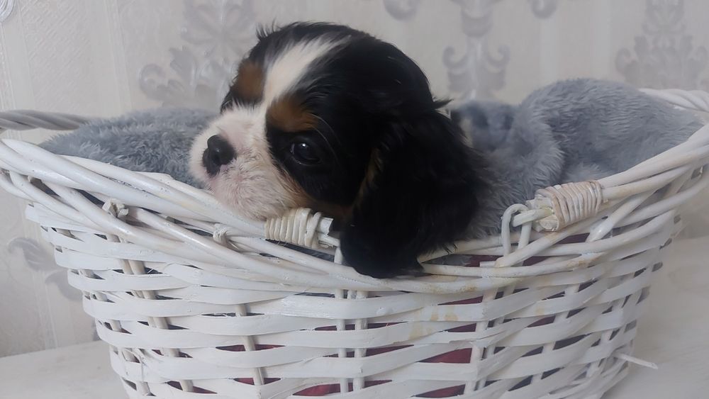 Кавалер Кинг Чарльз Спаниель