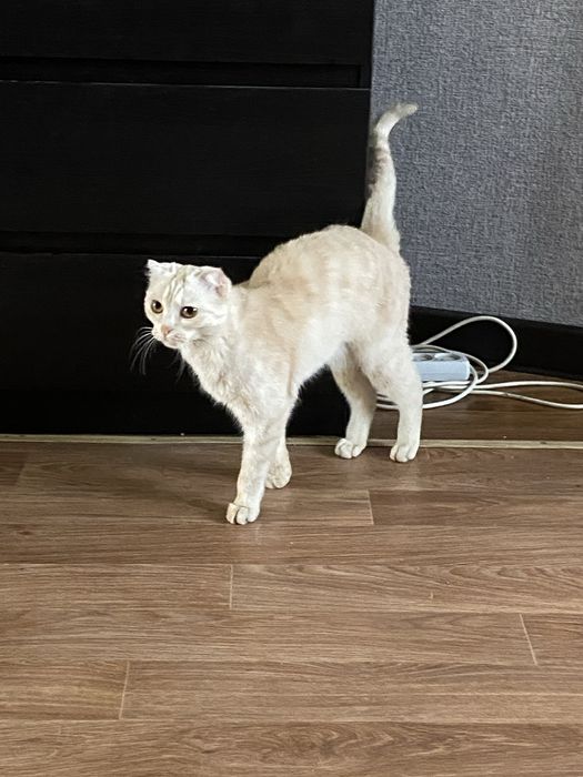 Шотладский кошка