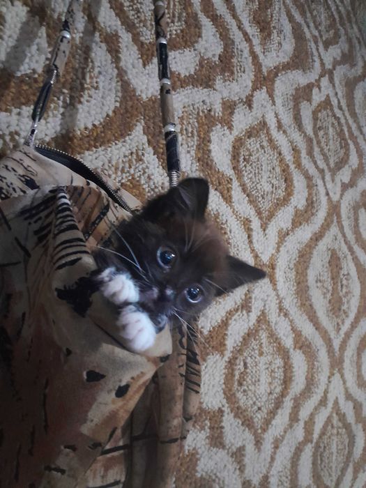 Кошечка в добрые руки