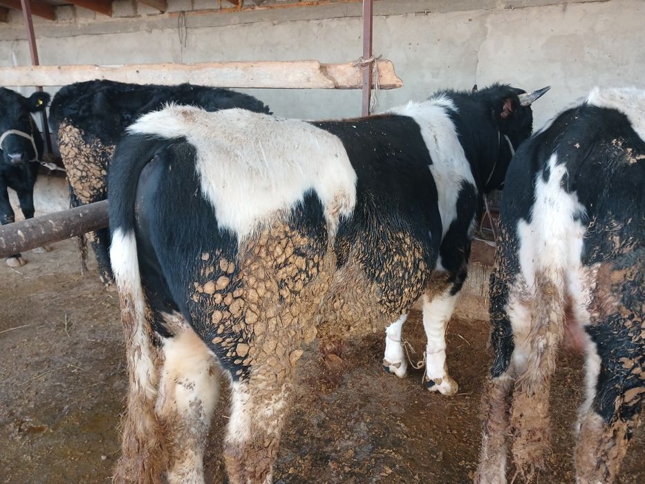 СемізБұхалар.сатылады