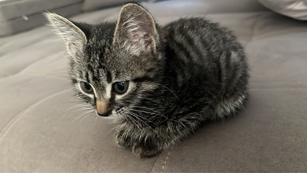Кот 1 месяц отдам бесплатно