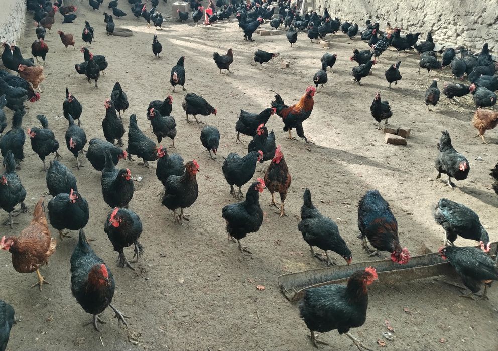 Andijon qora tovuq tuxumlari