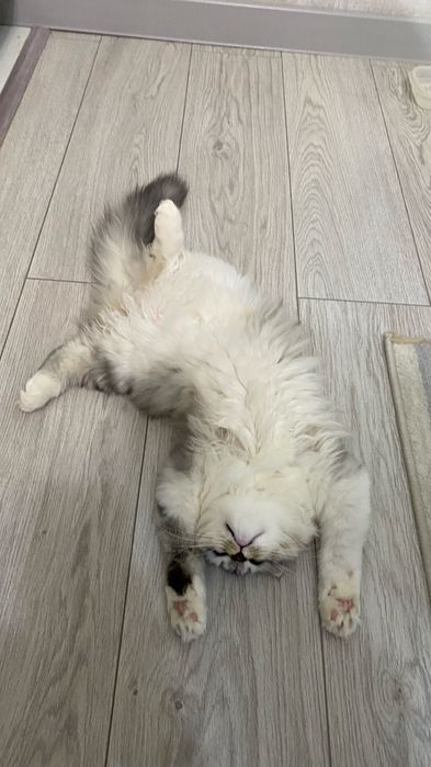 Отдам в добрые руки кошечку