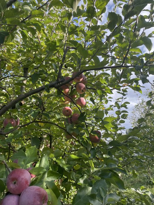 Vând mere pentru consum