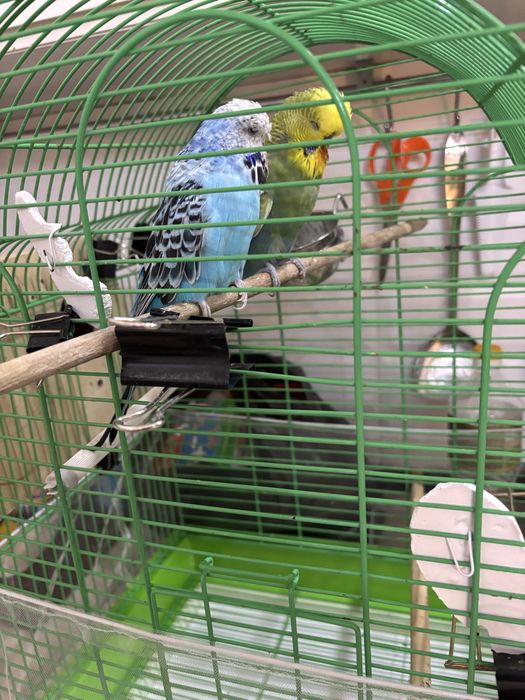 Семейка попугаем Чехи