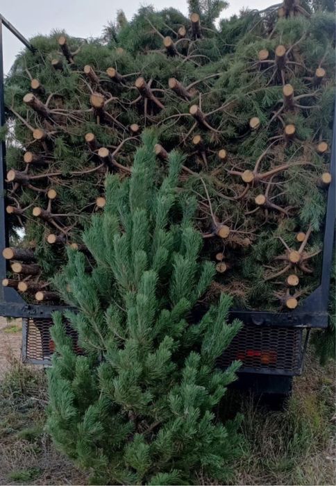 Новогодние Ели, Сосны, Пихта