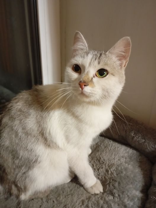 Стерилизованная кошечка ищет дом