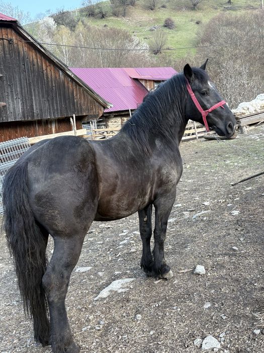 De vanzare cal de 2,9 ani!