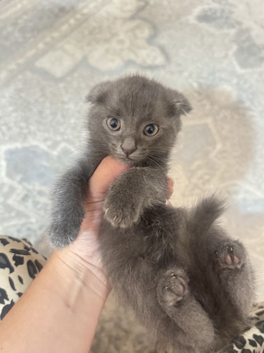 Котята пародистые