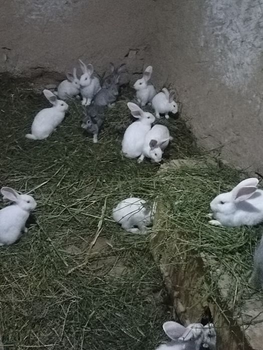 Quyonlar sotiladi soglom xikol zoti