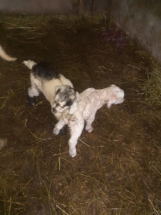 Se vinde iezi din  doi