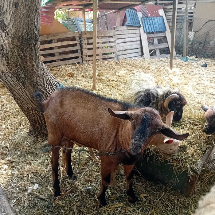 Miei,berbeci si  țapi
