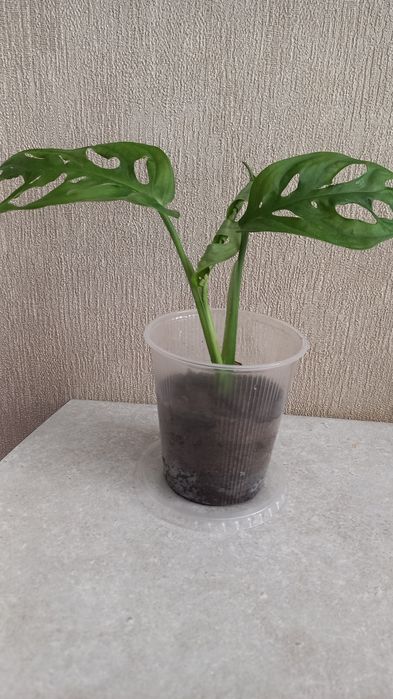 Продам цветок Монстера