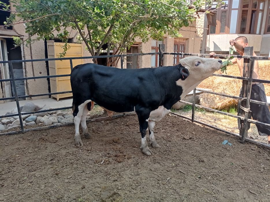 Angus gibrit bilan mikimavus