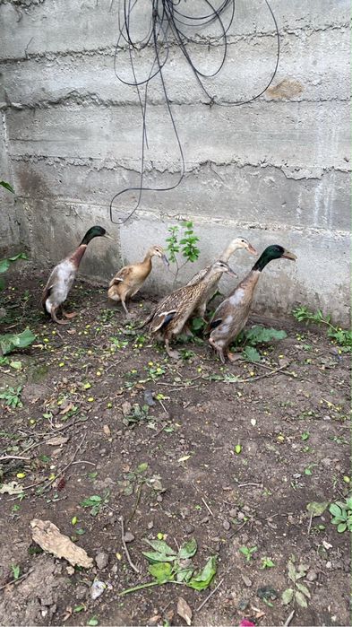 Boboci rata indiana alergatoare