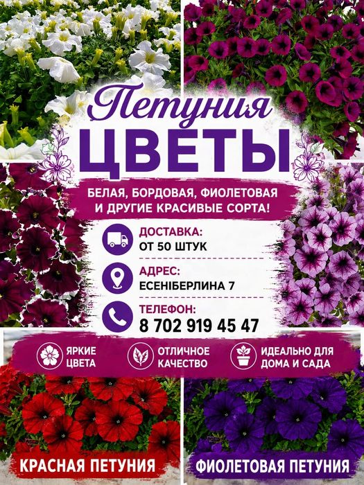 Петуний рассада!!!
