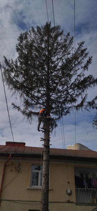 Tăiat toaletat copaci pomi